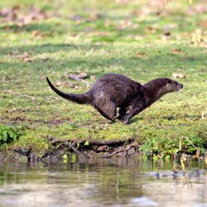 River Otter DM1538