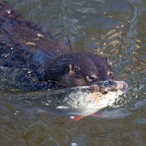 River Otter DM1539