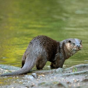 River Otter DM1540