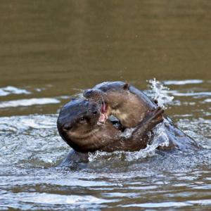River Otters 2