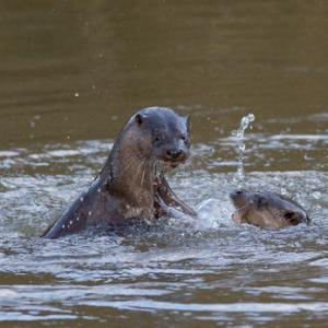 River Otters