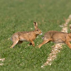 Running Brown Hares DM0280