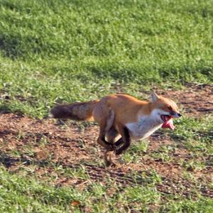 Running Red Fox 3 DM0257
