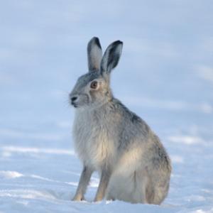 Silver Coloured Brown Hare DM0281