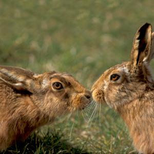 Two  Brown Hares 12 DM0271