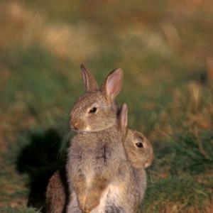 Young Rabbits 1 DMO242