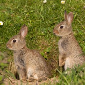 Young Rabbits DM1167