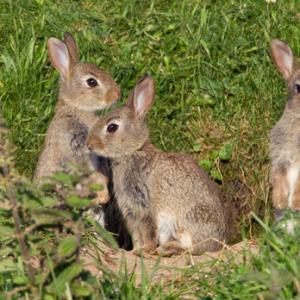 Young Rabbits DM1168