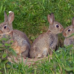 Young Rabbits DM1169