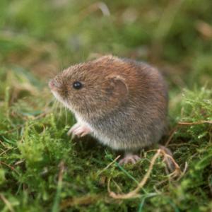 Bank Vole DM0575