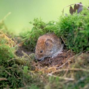 Bank Vole DM0576 