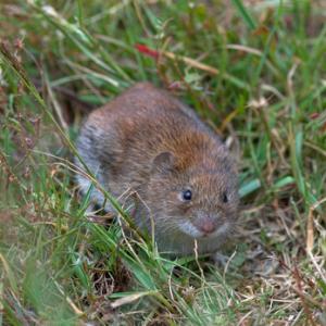 Bank Vole DM0614