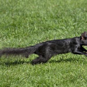Black  Squirrel 2 DM0344