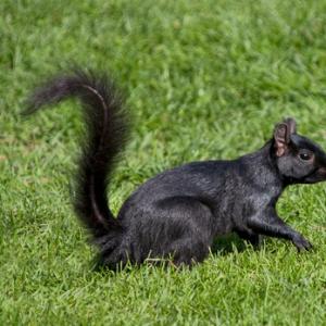 Black  Squirrel 3 DM0345