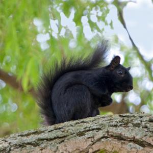 Black  Squirrel 4 DM0347