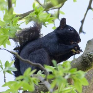 Black  Squirrel 5 DM0346