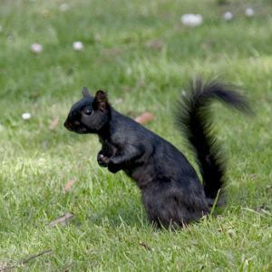 Black  Squirrel DM0348