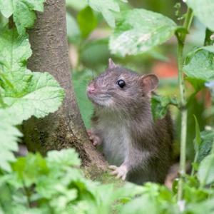 Brown Rat 2 DM0349