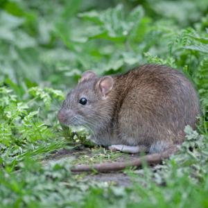 Brown Rat 3 DM0354