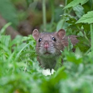 Brown Rat DM0353