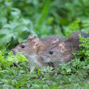 Brown Rats 3 DM0351