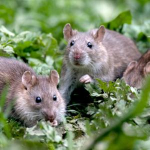 Brown Rats DM0352