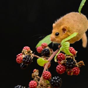 Dormouse 2 DM0355