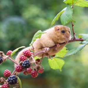 Dormouse 3 DM0356