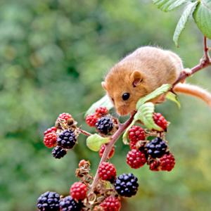 Dormouse DM0357