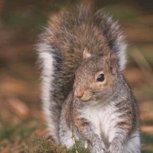 Grey Squirrel DM0371