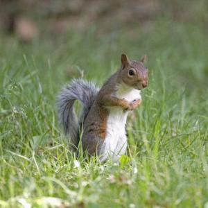 Grey Squirrel DM0579