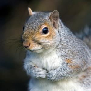 Grey Squirrel DM0580