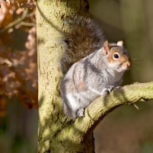 Grey Squirrel DM0581