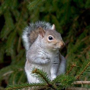 Grey Squirrel DM0615