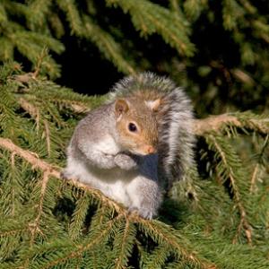 Grey Squirrel DMO582