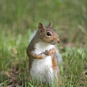 Grey Squirrel DMO583