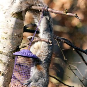 Grey Squirrel on a Bird Feeder 1 DM0342
