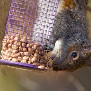 Grey Squirrel on a Bird Feeder 2 DM0343