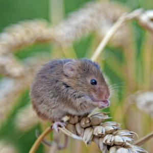 Harvest Mouse DM0584