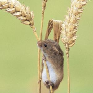 Harvest Mouse DM0585