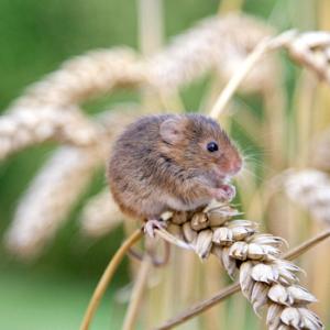 Harvest Mouse DM0613