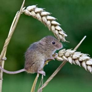Harvest Mouse DM0616