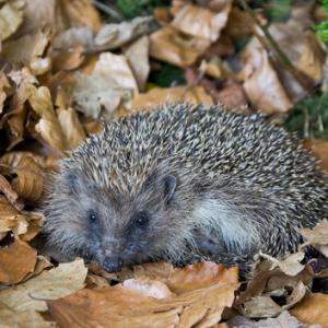 Hedgehog 3 DM0362