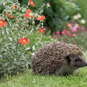 Hedgehog 6 DM0361
