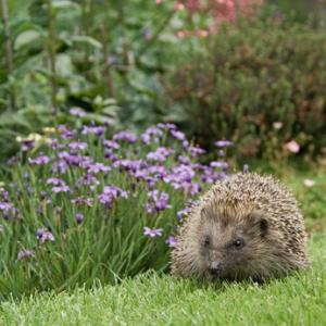 Hedgehog 7 DM0363
