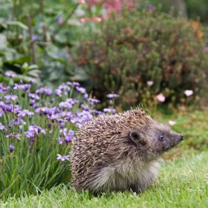Hedgehog 8 DM0368