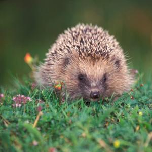 Hedgehog DM0586