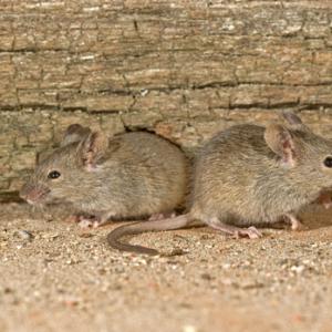 House Mice DM0587