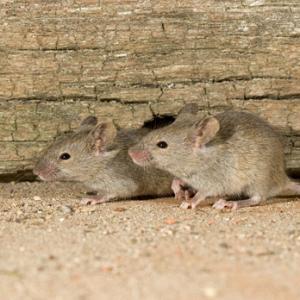 House Mice DM0588