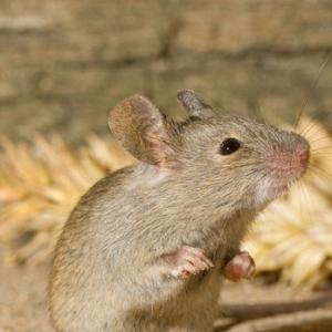 House Mouse DM0589